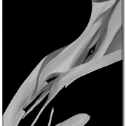 1240maria650_card