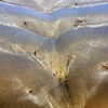 Fraicheur-matinale_thumb