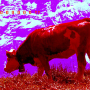 Img_8241_copy_card