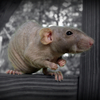 Hairless_rat_thumb