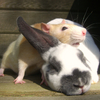 Rat_and_rabbit_thumb