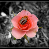Rose_beetle_framed_thumb