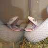 Snake_reflection_thumb