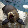 Seal_and_bird_thumb