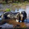 Muddy_dog_thumb