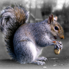 Rascal_4_thumb