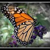 Monarch_bordered_thumb