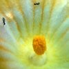Inside_the_flower_thumb