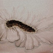 Achillea_scretch_50_70_card