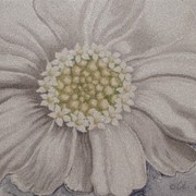 Achillea_scretch_50_70