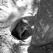 Squirrel_card