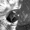 Squirrel_thumb