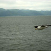 Gull2_thumb
