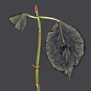 Lab-57_card