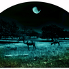 Dromedary_moon__arch__11w72_rgb_thumb