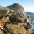 1070-california_coast_cougar_tiny_square