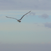 J_aime-le-vent-__card