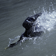 Dive_dive_dive_card