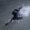 Dive_dive_dive_thumb