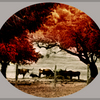 Country_life__oval__11h72_rgb_thumb