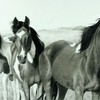 Horse_drawing_016_thumb