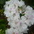 P1020464_1__tiny_square