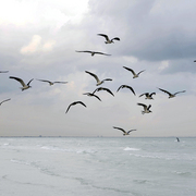 Sanibel_birds_card