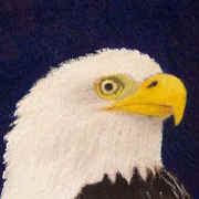 Aceo0723eagle_card