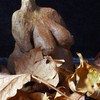 Moma_earth_005