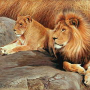 Lions1_copy_card