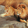Lions1_copy_thumb