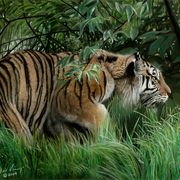 Tiger1_card