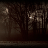 Nightwalk_col_bwlgsh_thumb