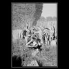 Forest_nude_thumb