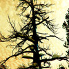 P1010026_copy_thumb