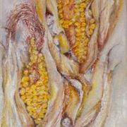 Corncob_kids_card