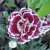 Dsc01759_thumb