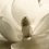 Magnolia390_square