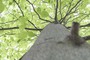 Bark