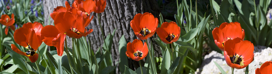 Flores3_72_large