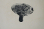 Dawn Gray, 