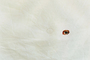 Ahndraya_parlato_cover_tiny