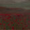 Laloucelaya-wind-poppy-field_square