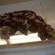 Detail_sculpture_2-_flying_meat_small