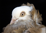 Pigeon2_small