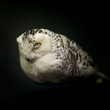 Blindsight_small