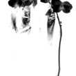 Orchids_small