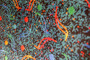 02861_tiny