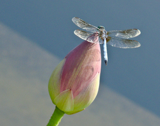 Dragonfly_thirds