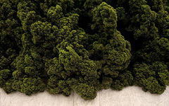Moore_brad_mint_magnolia_westminster_ca_upcoming_thirds